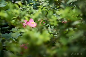 _DSC9906