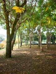 CF005810