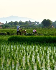CF002758 1