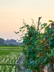 CF002774 1