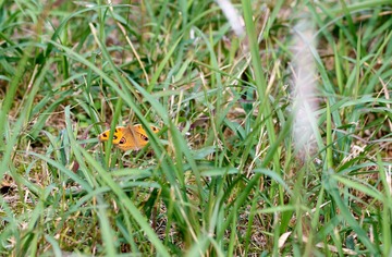 CF005770