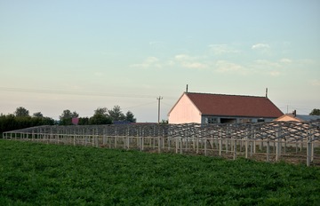 CF003619