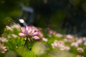 夏荷