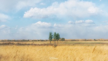 Three Tree