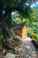 古村老树