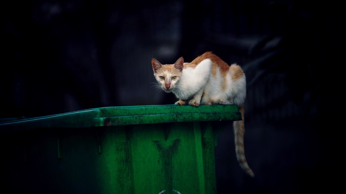 流浪猫