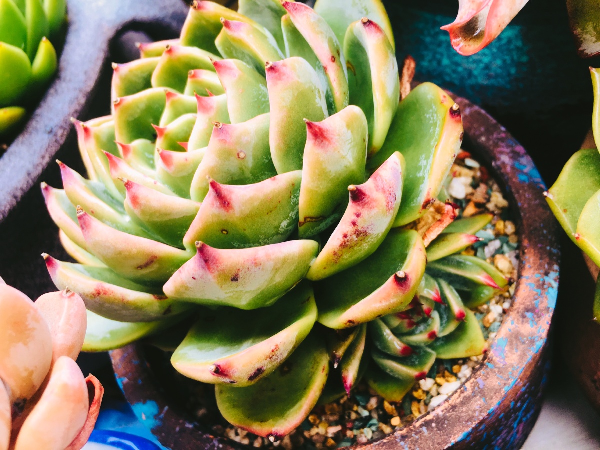 卡罗拉 - 童童爱多肉 - 图虫