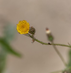 75541