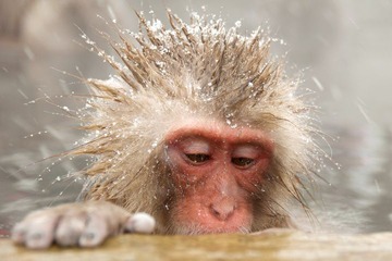 monkeys3
