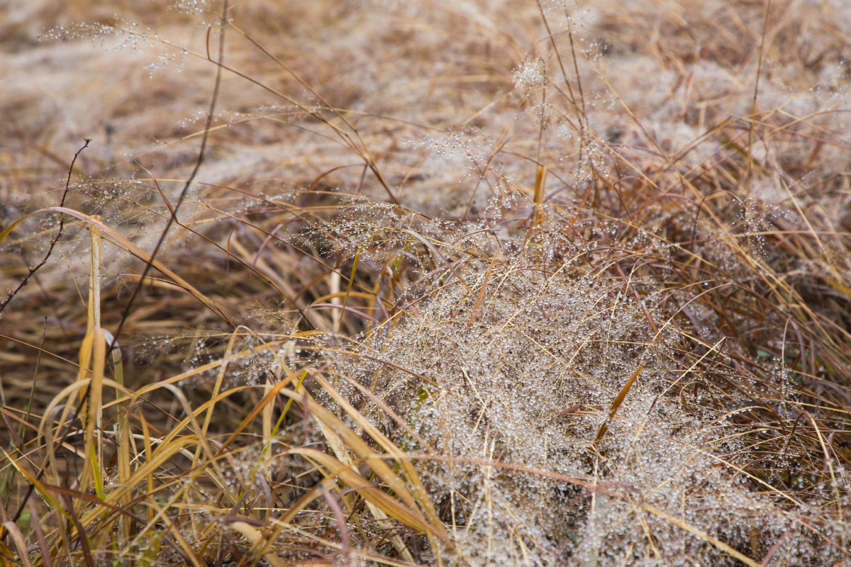 桃花欲开冬未尽留得满地枯草黄