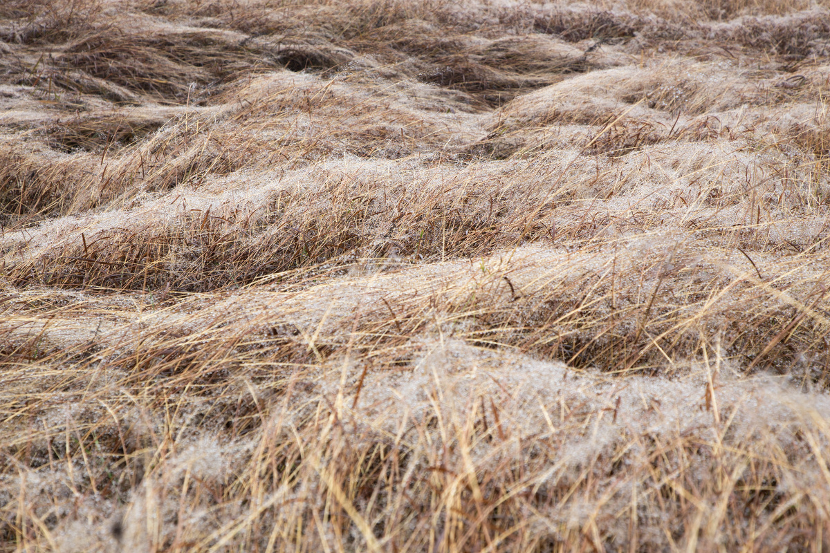 桃花欲开冬未尽留得满地枯草黄