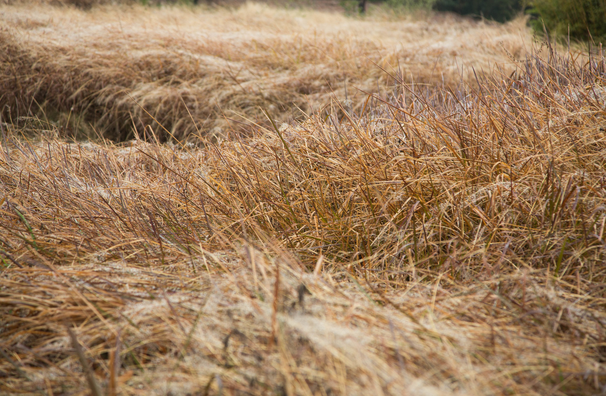 桃花欲开冬未尽留得满地枯草黄