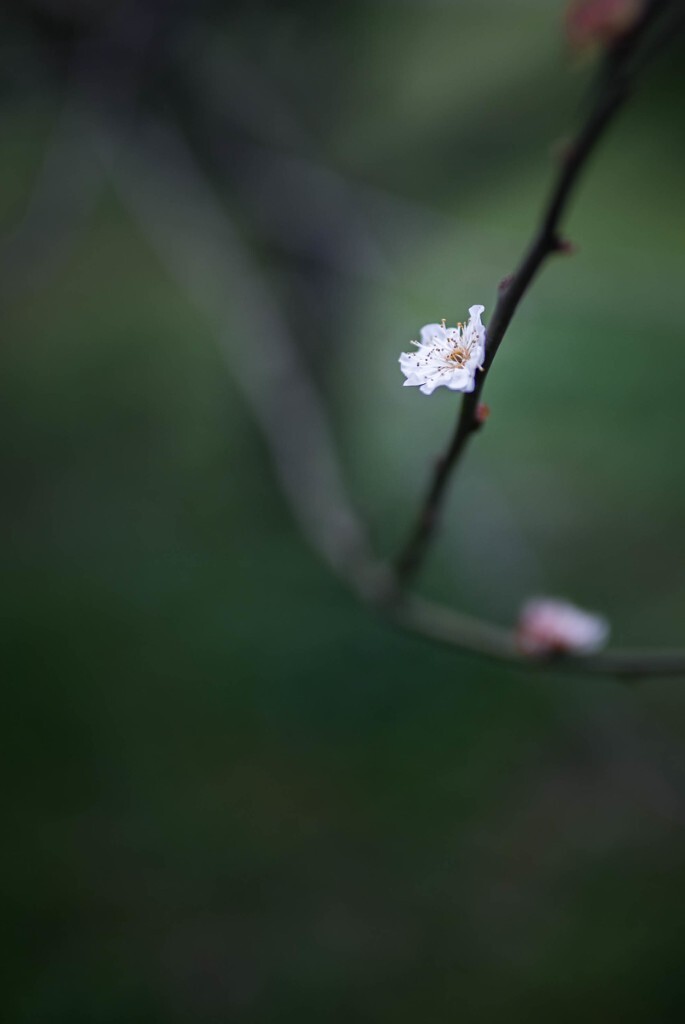 前两日武汉的一场大雨过后，东湖梅园的梅花被打落一地，树梢上却还有一朵梅花坚定的守护着自己的一方天地绽放出它的全部。