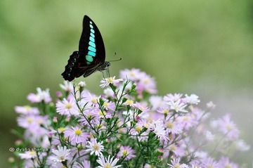 DSC_1262kb.jpg