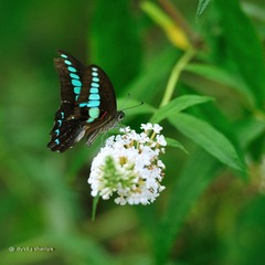 DSC_1294kb.jpg