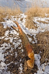 IMG_3796.JPG