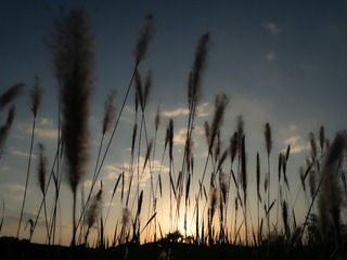 4759DF33-0490-4247-B8BE-463BFDFB608D/L0/001