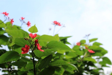 IMG_1287改后.jpg