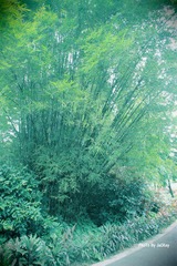 IMG_1804lomo加签名.jpg