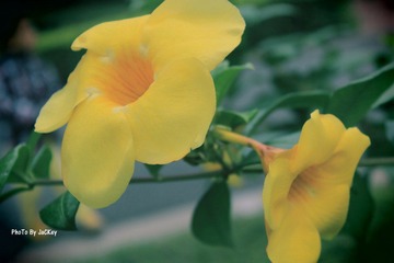 IMG_1803lomo加签名.jpg