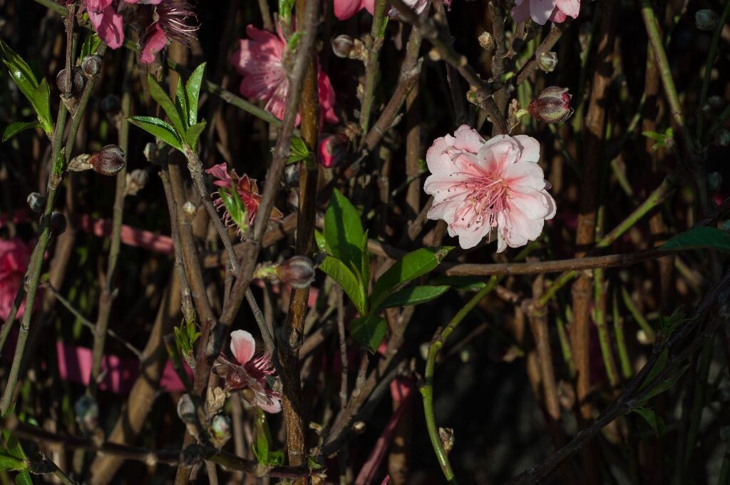 桃花