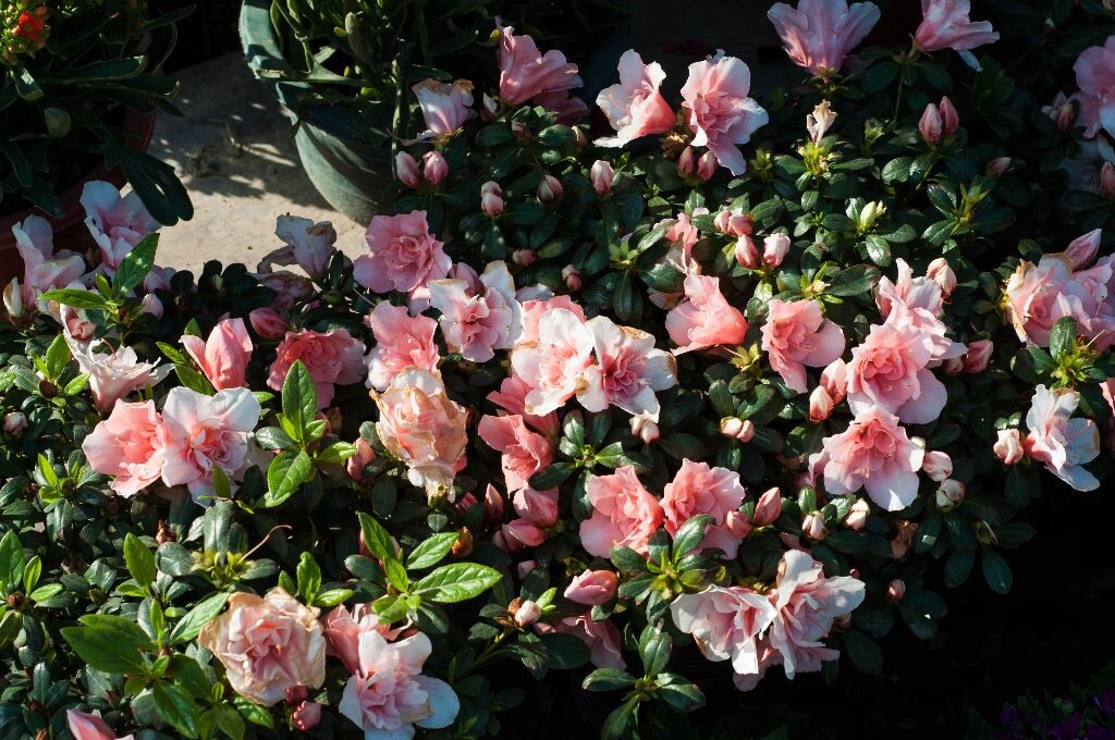 茶花