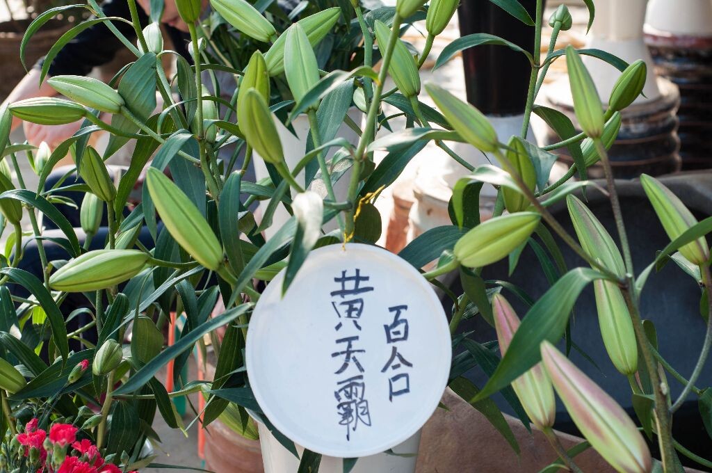 黄天霸·百合