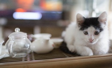IMG_6600猫