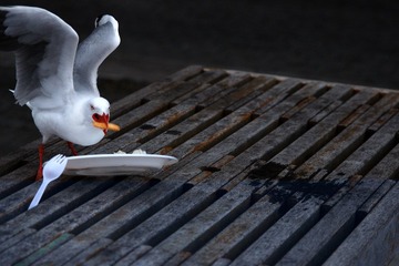 DSC_00150001.JPG