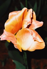 E337BB03-C51F-4540-8B57-FC2BA618BFC3/L0/001