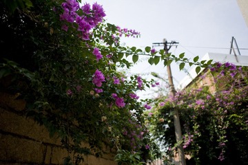 DSC_7250.jpg