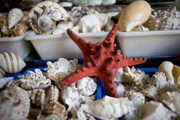 DSC_7275.jpg