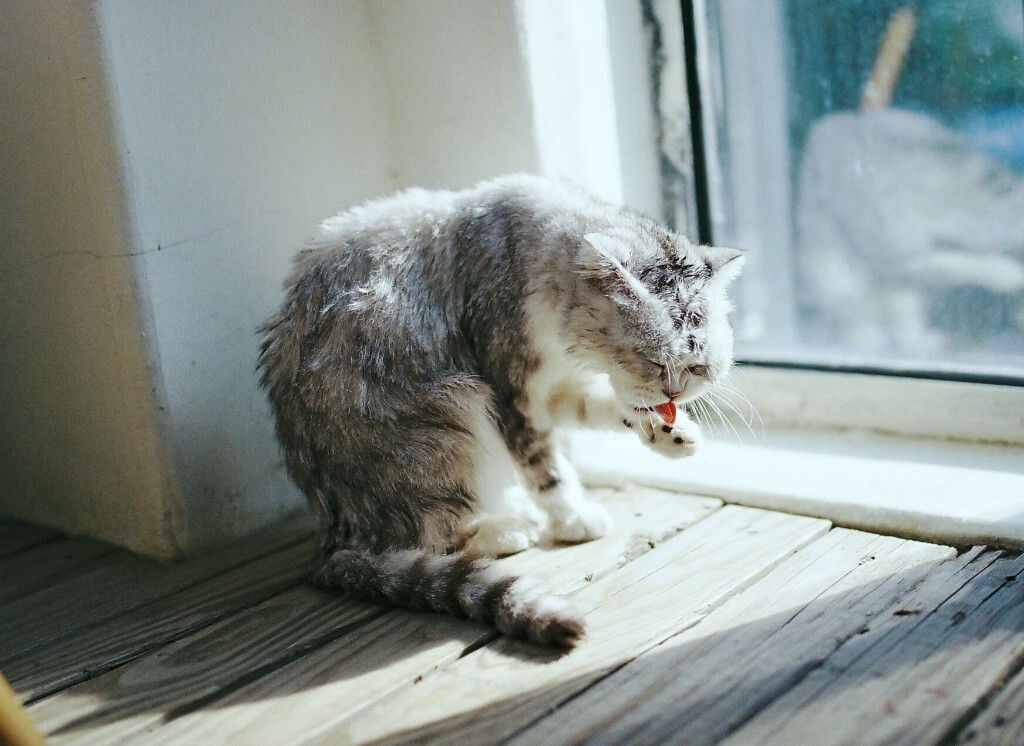 小心翼翼<br />
<br />
靠近一只害羞的猫咪