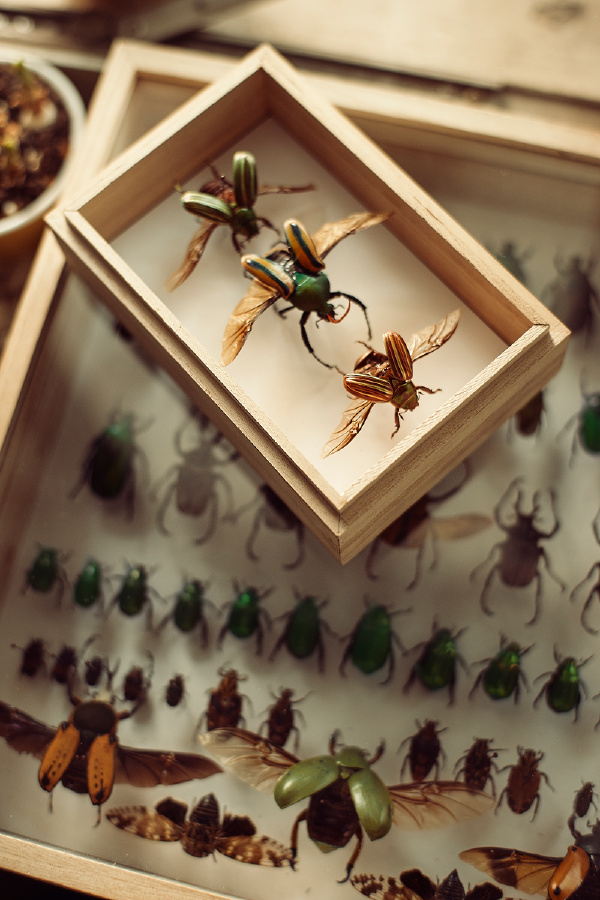 几个月来自制的鞘翅目昆虫标本 严荼
