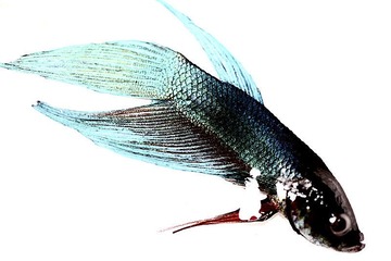 斗鱼2.jpg