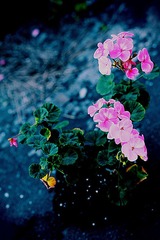 天竺葵 (2).jpg