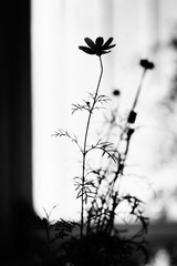 IMG_3204_副本.jpg
