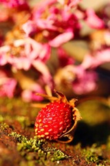 IMG_0209_副本.jpg