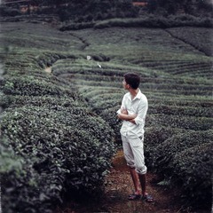 茶园2.