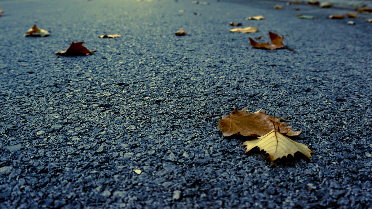 法国梧桐的落叶