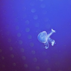 IMG_4508.jpg