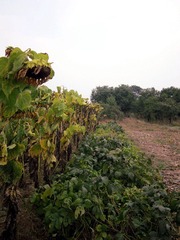 IMG_3234_副本.jpg