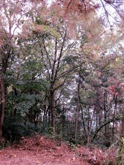 IMG_3242_副本.jpg