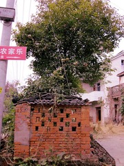 IMG_3244_副本.jpg