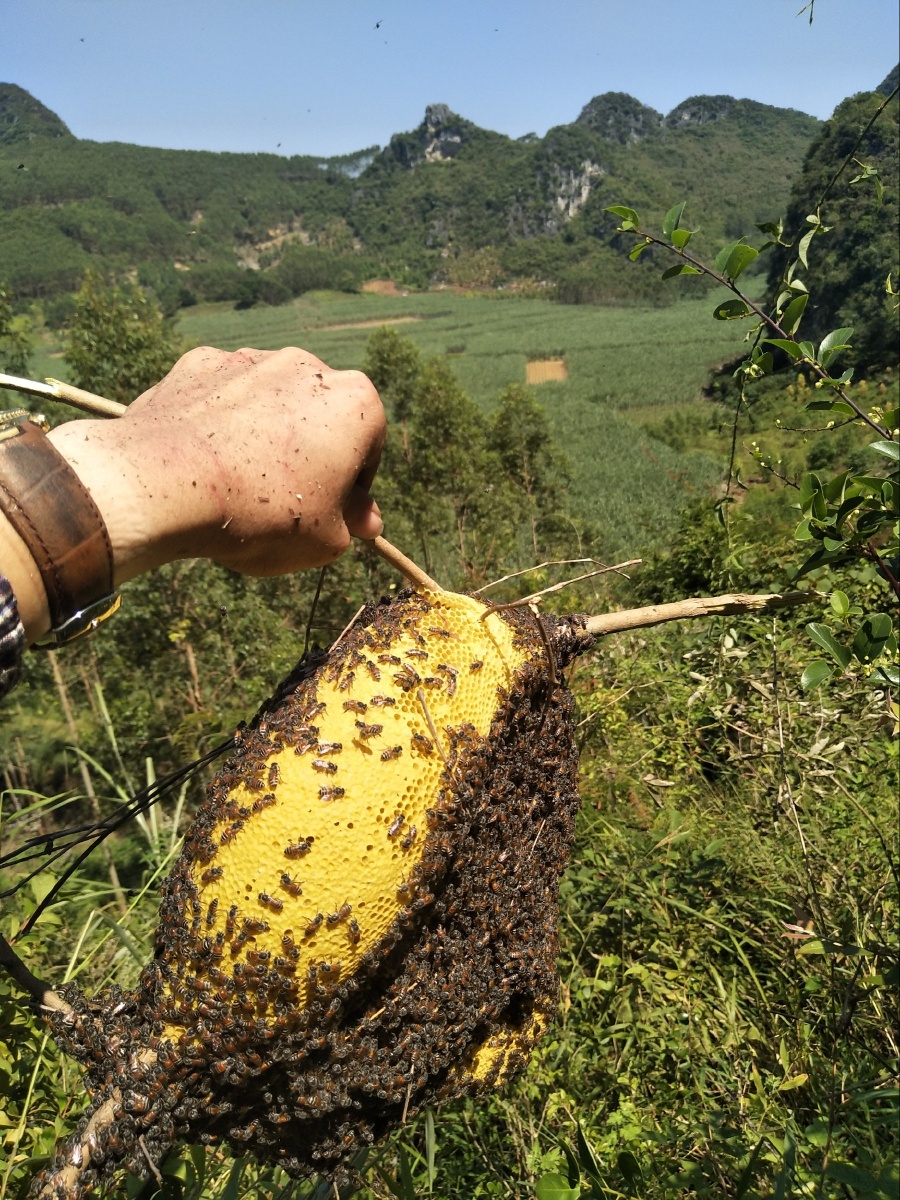 小排蜂蜜挖野生蜂蜜
