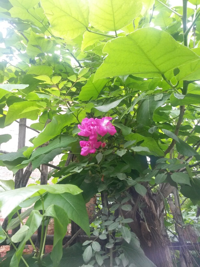 好看