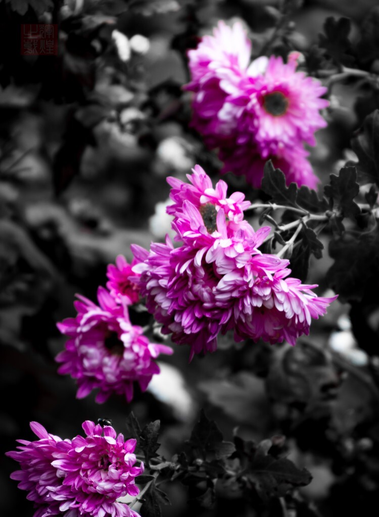 一团菊花