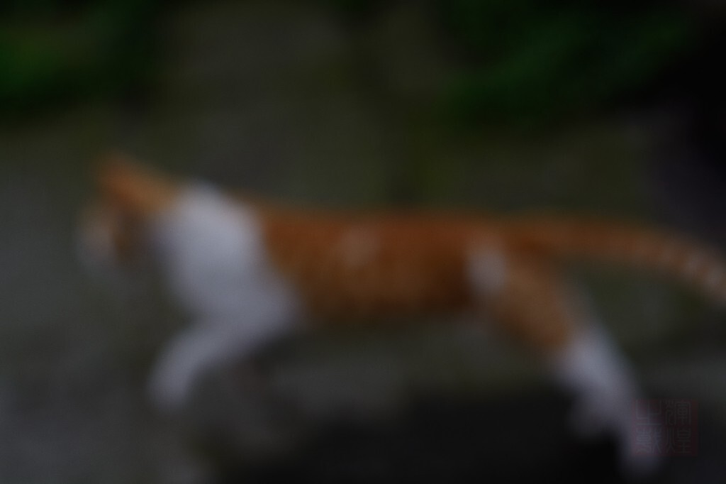 猛meng虎miao出chu山long！！！