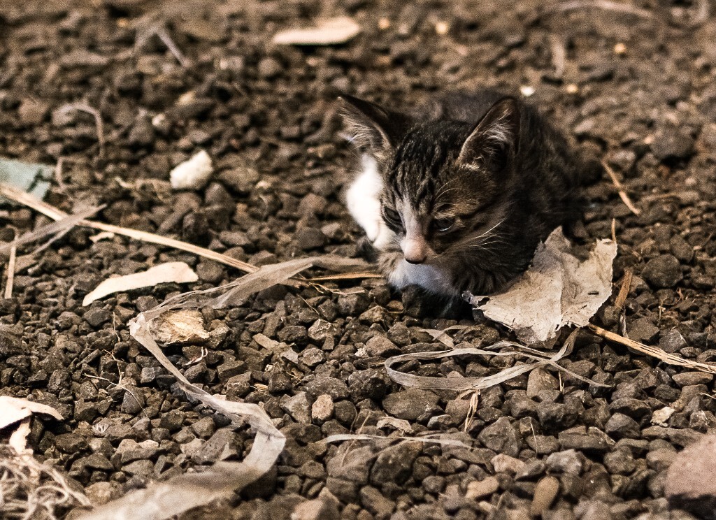 一只忧郁的小奶猫~~~