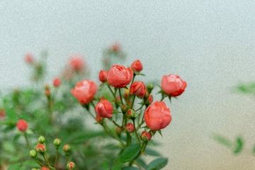 玫瑰